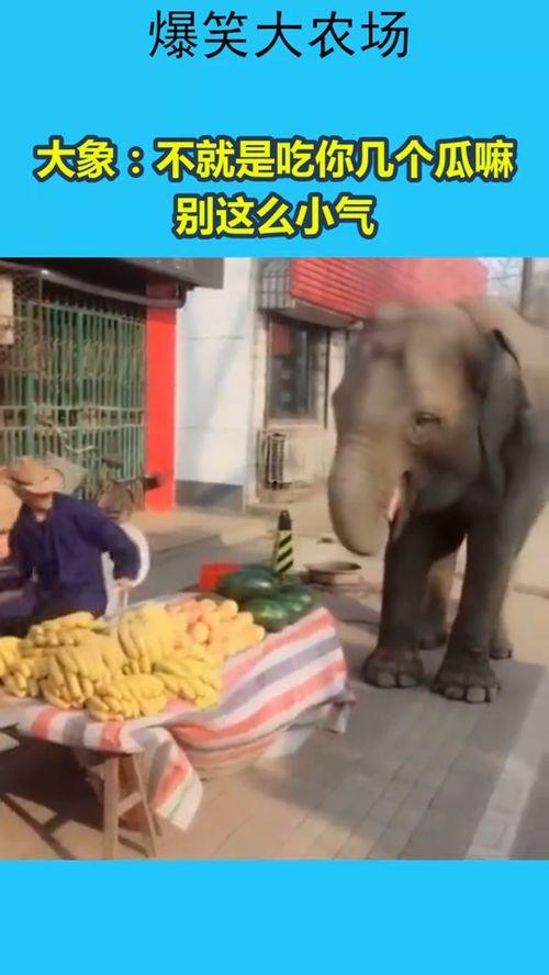 象组吃瓜,揭秘娱乐圈幕后风云