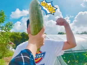 吃瓜免费直接观看,吃瓜无界——揭秘全新观看体验