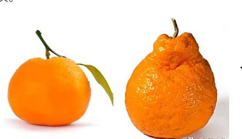 头条水果是圆形的吗,探寻自然界的完美形态