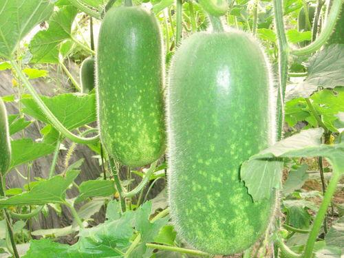 琦玖吃瓜,揭秘娱乐圈幕后故事