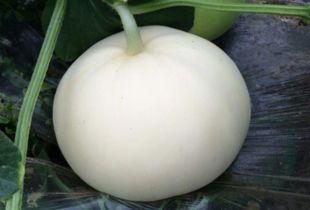 吃梨瓜坏肚子,小心吃出肚子不适