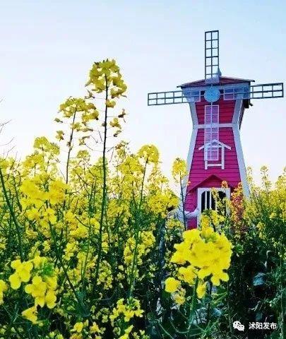微头条沭阳油菜花,春日里的金黄画卷