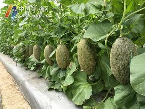 宁波纺织吃瓜,吃瓜群众眼中的产业风云录